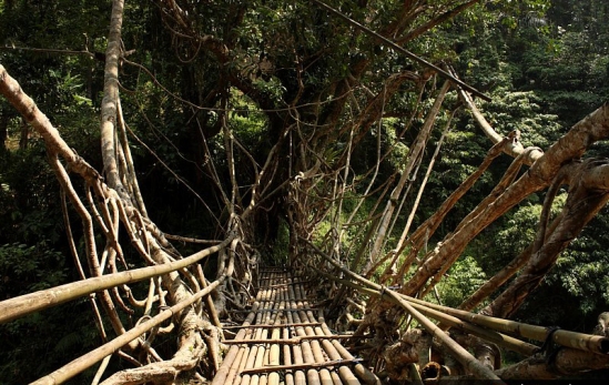 Root-Bridge-Outer-Baduy-Tribe-16-18062011